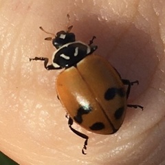 Hippodamia glacialis