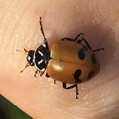 Hippodamia glacialis