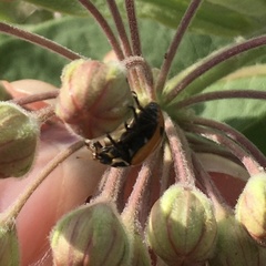 Hippodamia glacialis