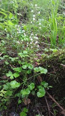 Micranthes nelsoniana aestivalis