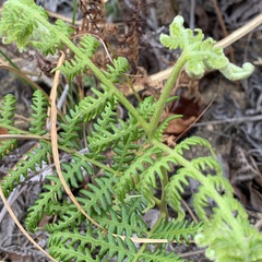 Pteridium revolutum