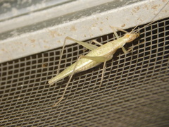 Oecanthus exclamationis