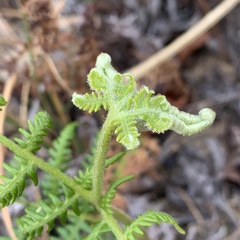 Pteridium revolutum