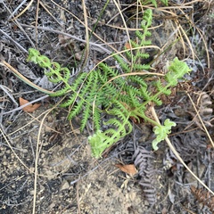 Pteridium revolutum