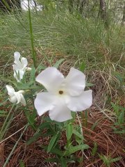 Mandevilla hypoleuca