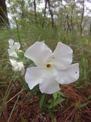 Mandevilla hypoleuca
