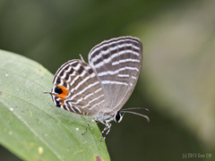 Jamides parasaturatus