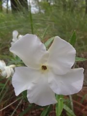 Mandevilla hypoleuca