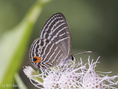 Jamides parasaturatus