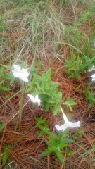 Mandevilla hypoleuca