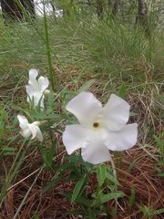 Mandevilla hypoleuca