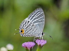 Jamides celeno aelianus