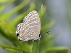 Jamides celeno aelianus