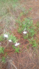 Mandevilla hypoleuca