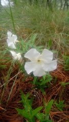Mandevilla hypoleuca