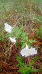 Mandevilla hypoleuca