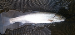 Salvelinus