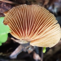 Galerina patagonica