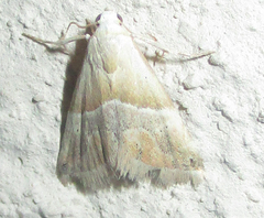 Eublemma rivula