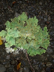 Yarrumia colensoi