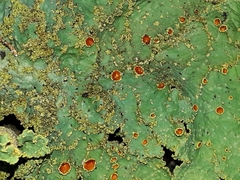 Yarrumia colensoi