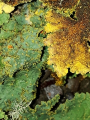 Yarrumia colensoi
