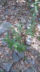 Brickellia cylindracea