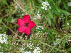 Linum grandiflorum