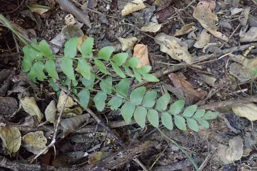 Image of Anemia dregeana by no rights reserved