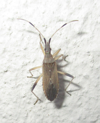 Dicranocephalus