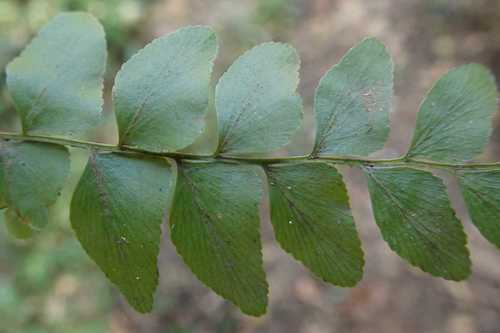 Anemia dregeana, photograph 3