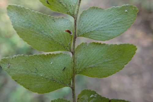 Anemia dregeana, photograph 5