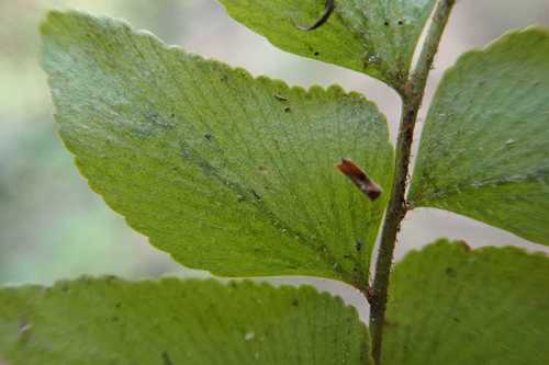 Image of Anemia dregeana by no rights reserved