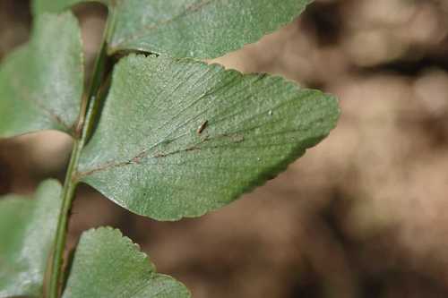 Image of Anemia dregeana by no rights reserved