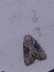 Lateroligia ophiogramma