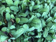 Leptinella potentillina