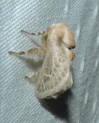 Doratifera pinguis