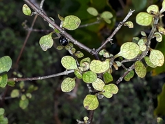 Coprosma tenuicaulis