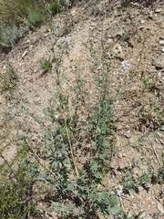 Astragalus melilotoides