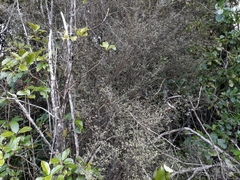 Coprosma tenuicaulis