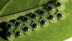 Pachylis nervosus
