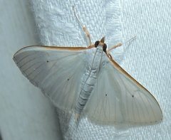 Palpita margaritacea