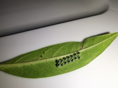 Pachylis nervosus