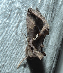 Chrysodeixis subsidens