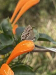 Rubroserrata ecbatana