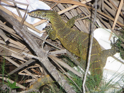 Nile Monitor (Varanus niloticus)
