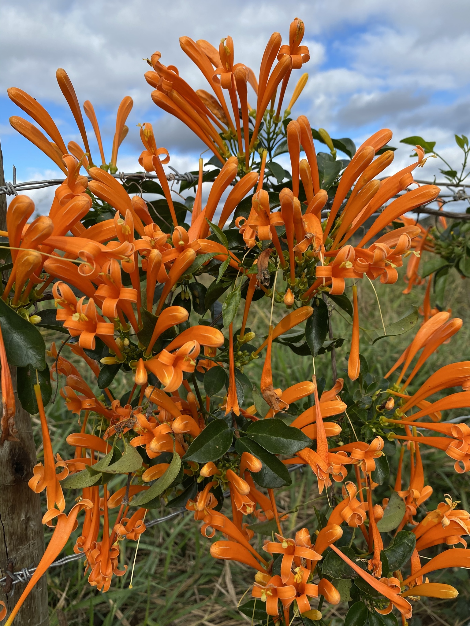 Pyrostegia venusta
