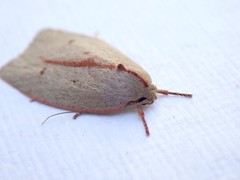 Euchaetis rhodochila