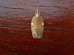 Peritornenta bacchata