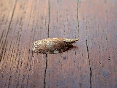 Peritornenta bacchata